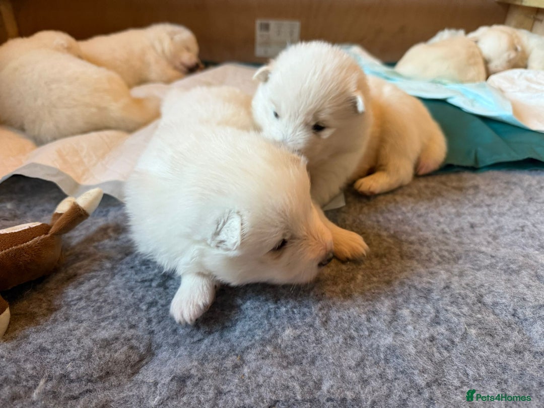 Samoyed dogs for sale: Gorgeous Samoyed Puppies  - Image 9