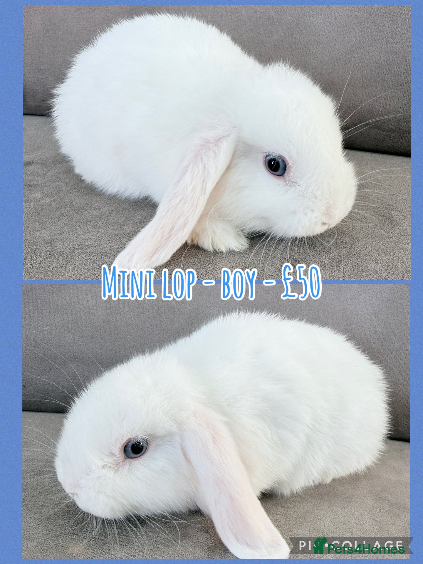 Mini Lop rabbits for sale: Mini Lop Rabbits - Advert 7