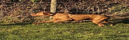 Hungarian Vizsla dogs for sale: Beautiful KC Reg Hungarian Vizsla Puppies - Advert 9