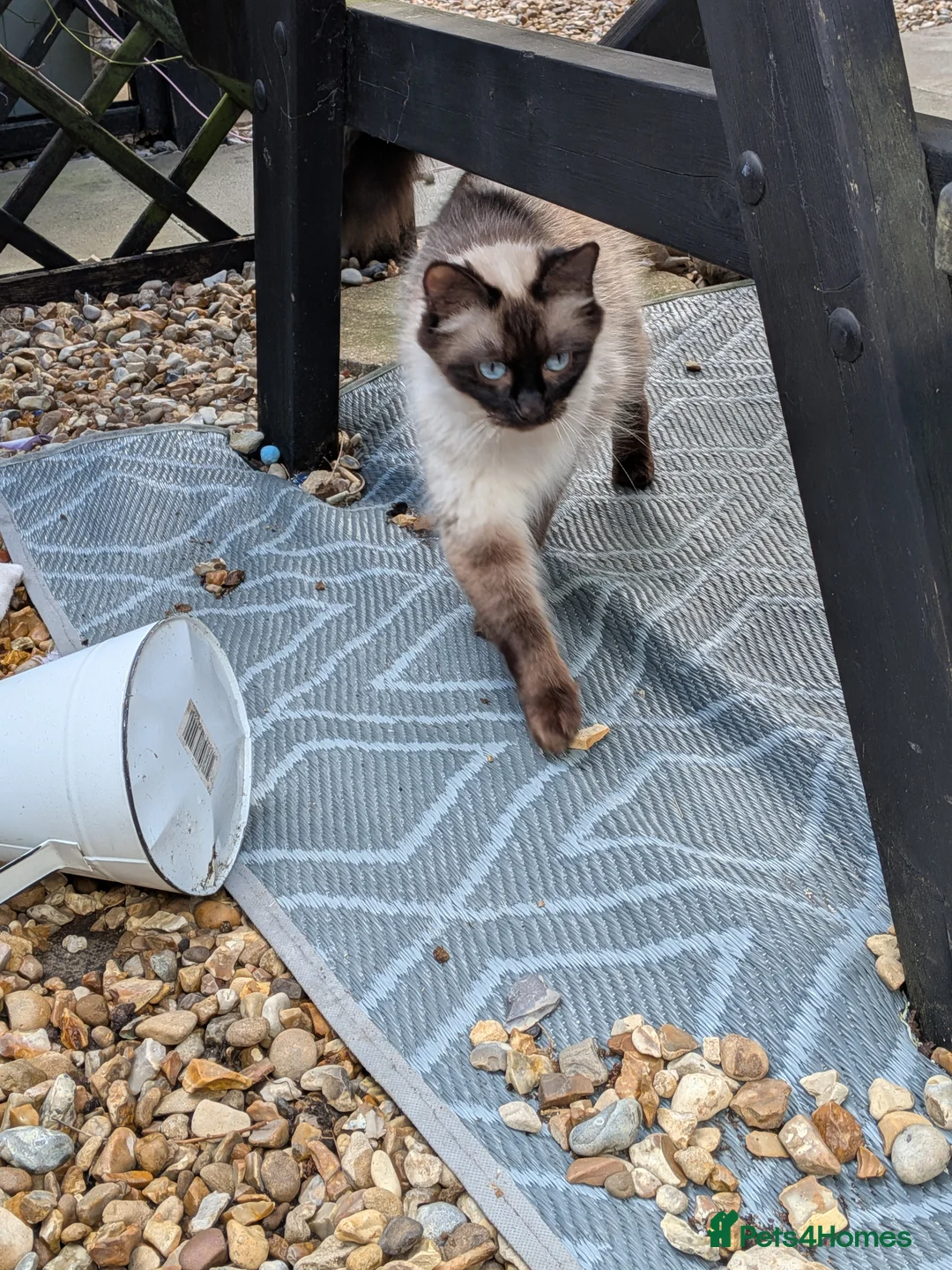 Mixed Breed cats for sale: Ragdoll cross kittens  in Wisbech - Advert 20