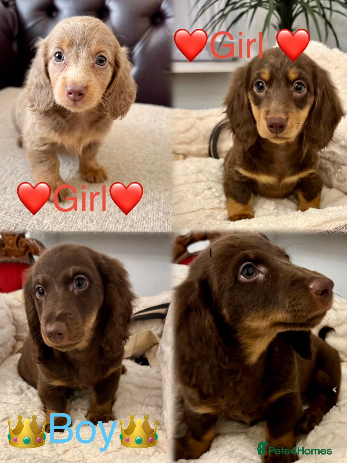 Miniature Dachshund dogs Dachshund miniature long hair  - Advert 18