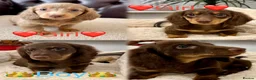Miniature Dachshund dogs for sale: Dachshund miniature long hair  - Advert 3