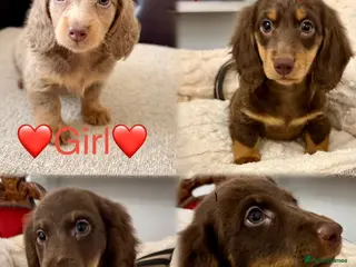Miniature Dachshund dogs Dachshund miniature long hair - Advert 18