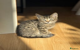 Mixed Breed cats for sale: Low Price, 4 beautiful babies looking for homes - Image 6