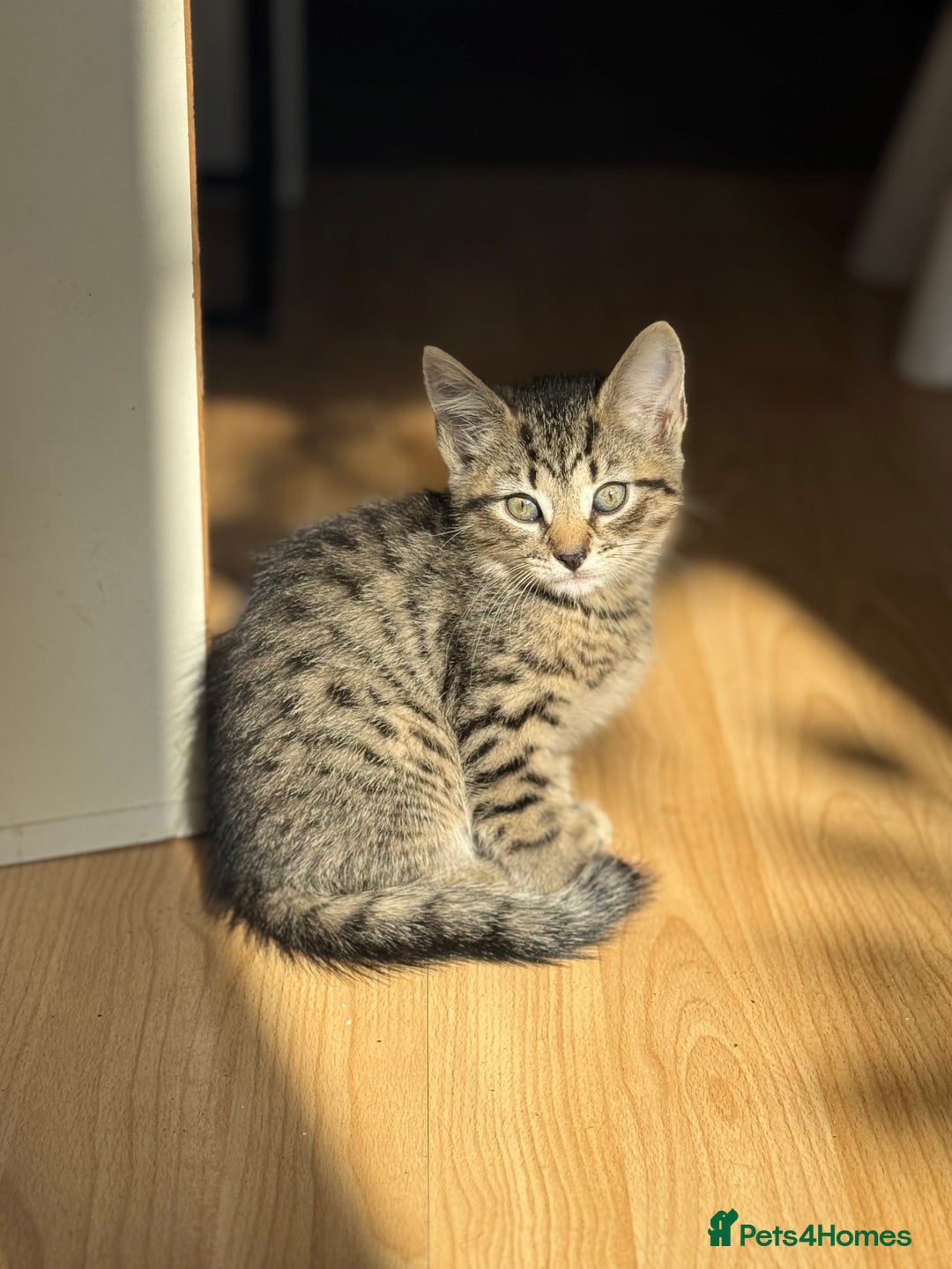 Mixed Breed cats for sale: Low Price, 4 beautiful babies looking for homes - Image 6