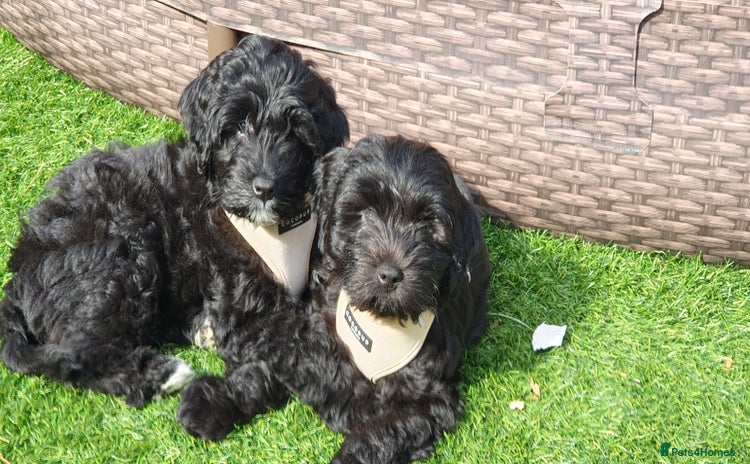 Australian Labradoodle dogs - Advert 2
