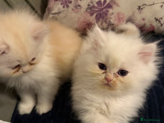Persian cats Persian kittens, 2 boys - Advert 2