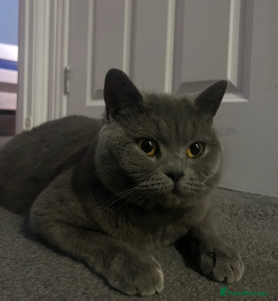 British Shorthair cats for sale: British shorthair cross - Advert 1