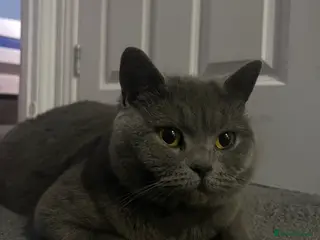 British Shorthair cats British shorthair cross - Advert 1