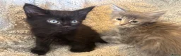 Mixed Breed cats for sale: Maine coon cross ragdoll kittens  - Advert 28