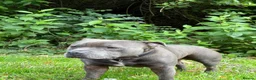 Staffordshire Bull Terrier dogs for stud: Staffordshire bull terrier stud  in Glasgow - Advert 3