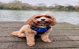 Cavapoo dogs for sale: F1 waiting list open. Heart/eye tested parents - Image 10