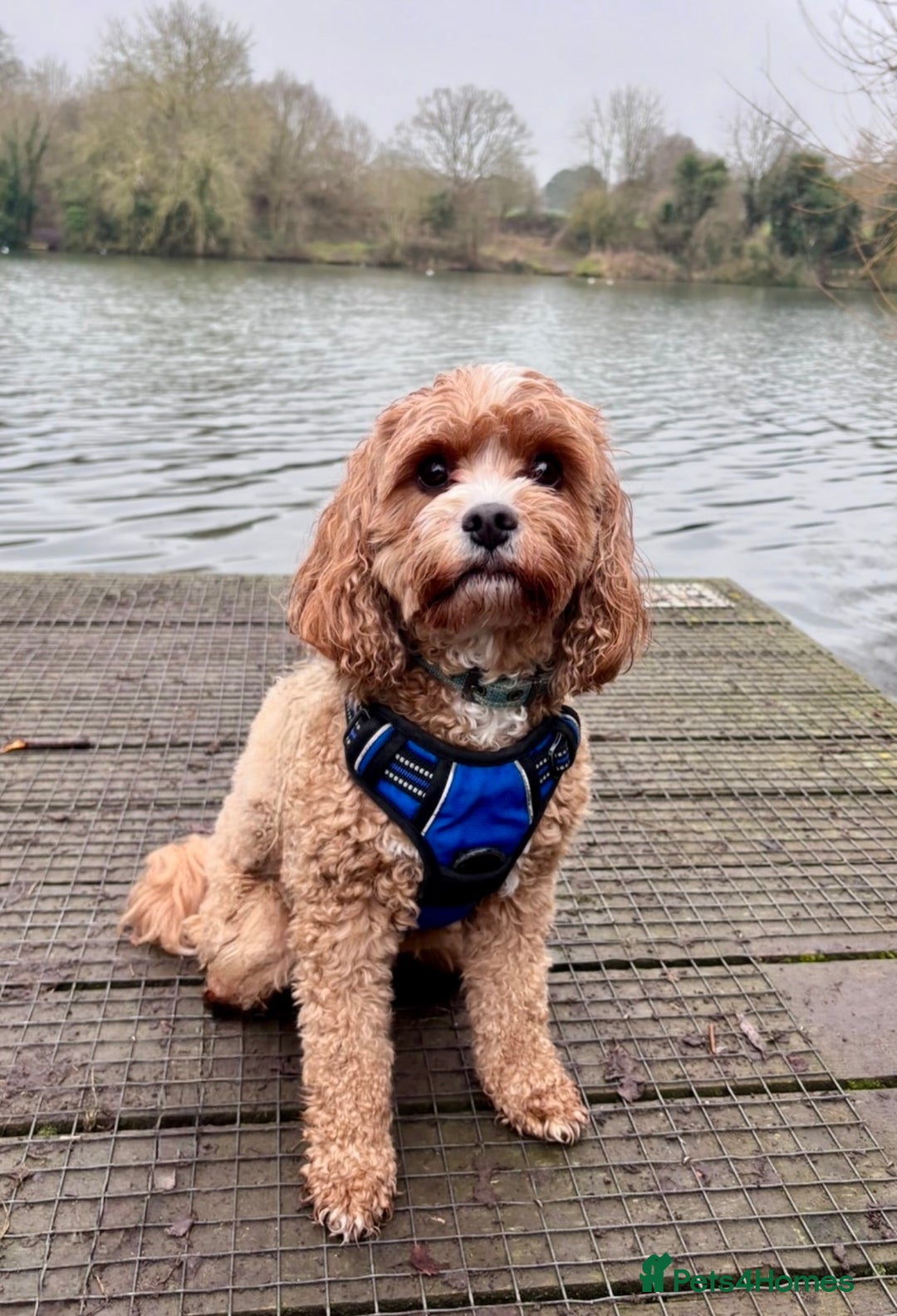 Cavapoo dogs for sale: F1 waiting list open. Heart/eye tested parents - Image 10