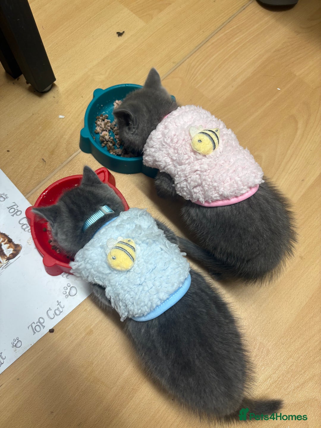 British Shorthair cats for sale: Blue British Shorthair  - Advert 8