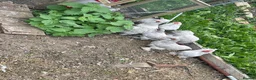 Chickens poultry for sale: Pekin Bantam chickens  - Advert 5