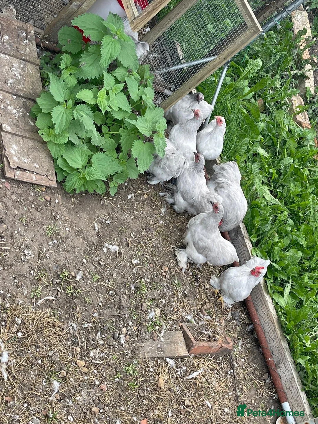 Chickens poultry for sale: Pekin Bantam chickens  - Advert 5