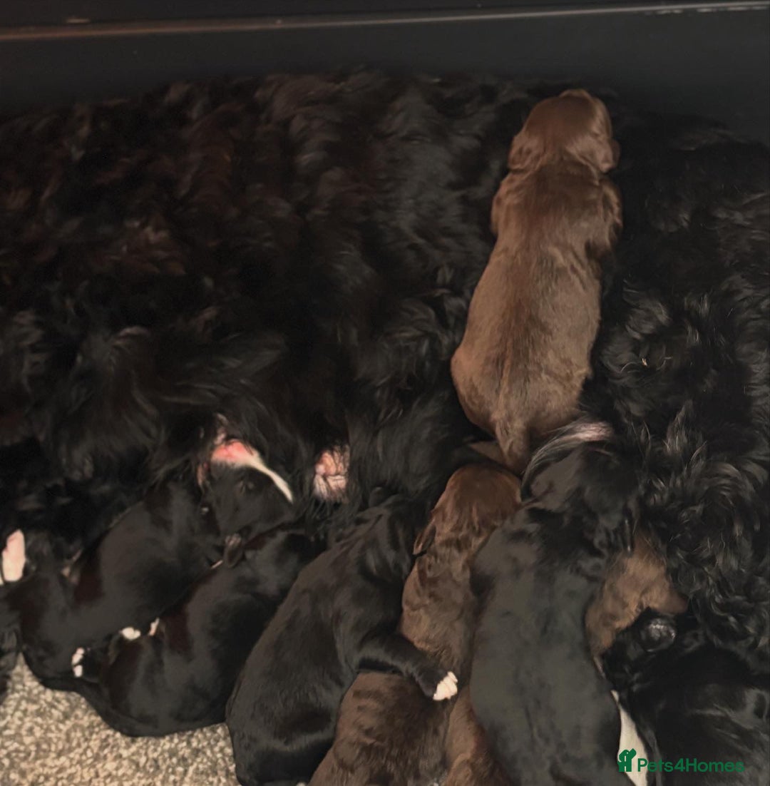 Portuguese Water Dog dogs for sale: ARTSEADOG KC registered Pure Portuguese Waterdogs - Image 20