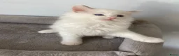 Ragdoll cats for sale: TICA REGISTERED PUREBRED RAGDOLL KITTENS AVAILABLE - Advert 15