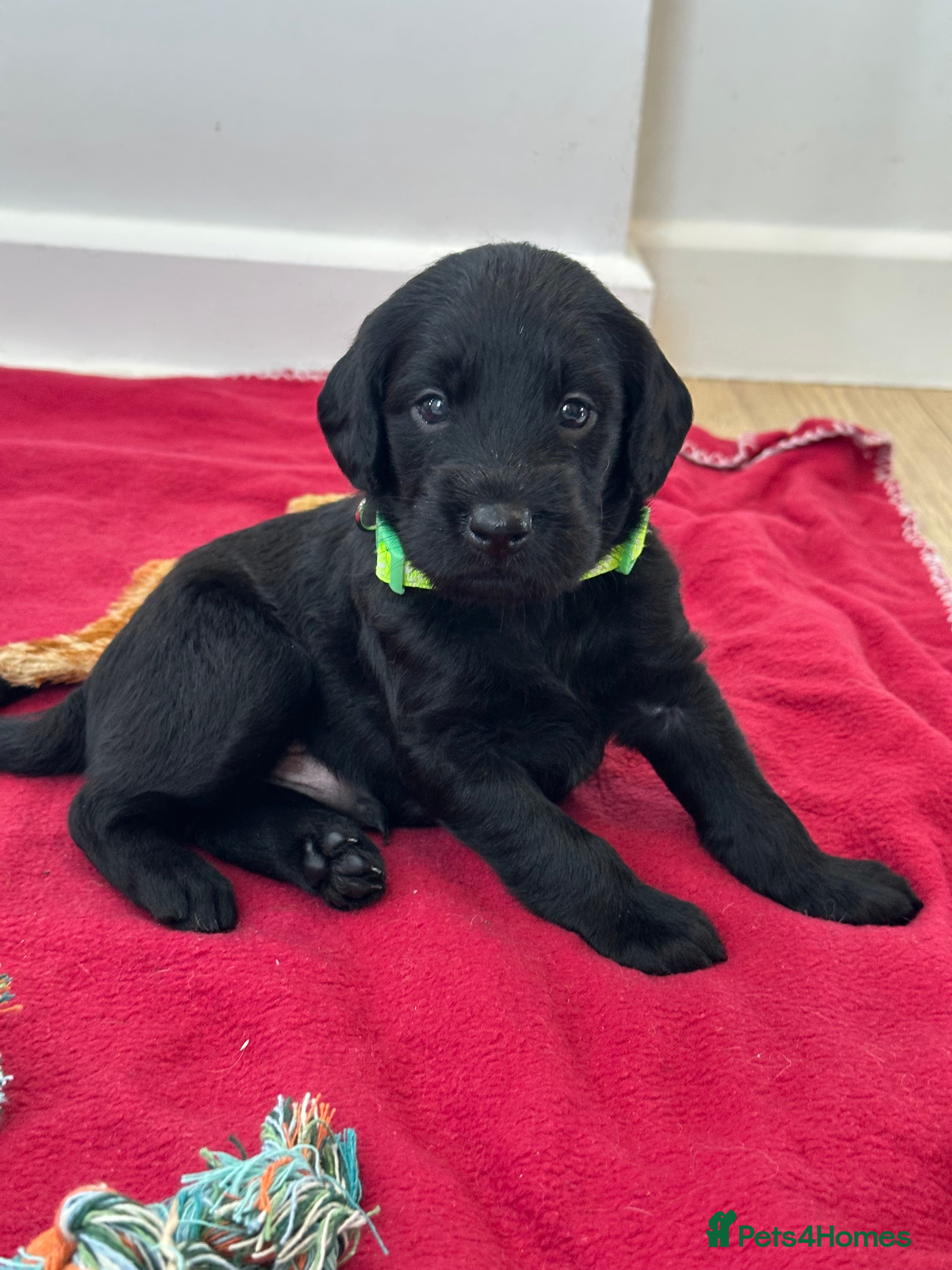 Labradoodle dogs Extensively Health Tested F1 Miniature Labradoodle - Advert 2