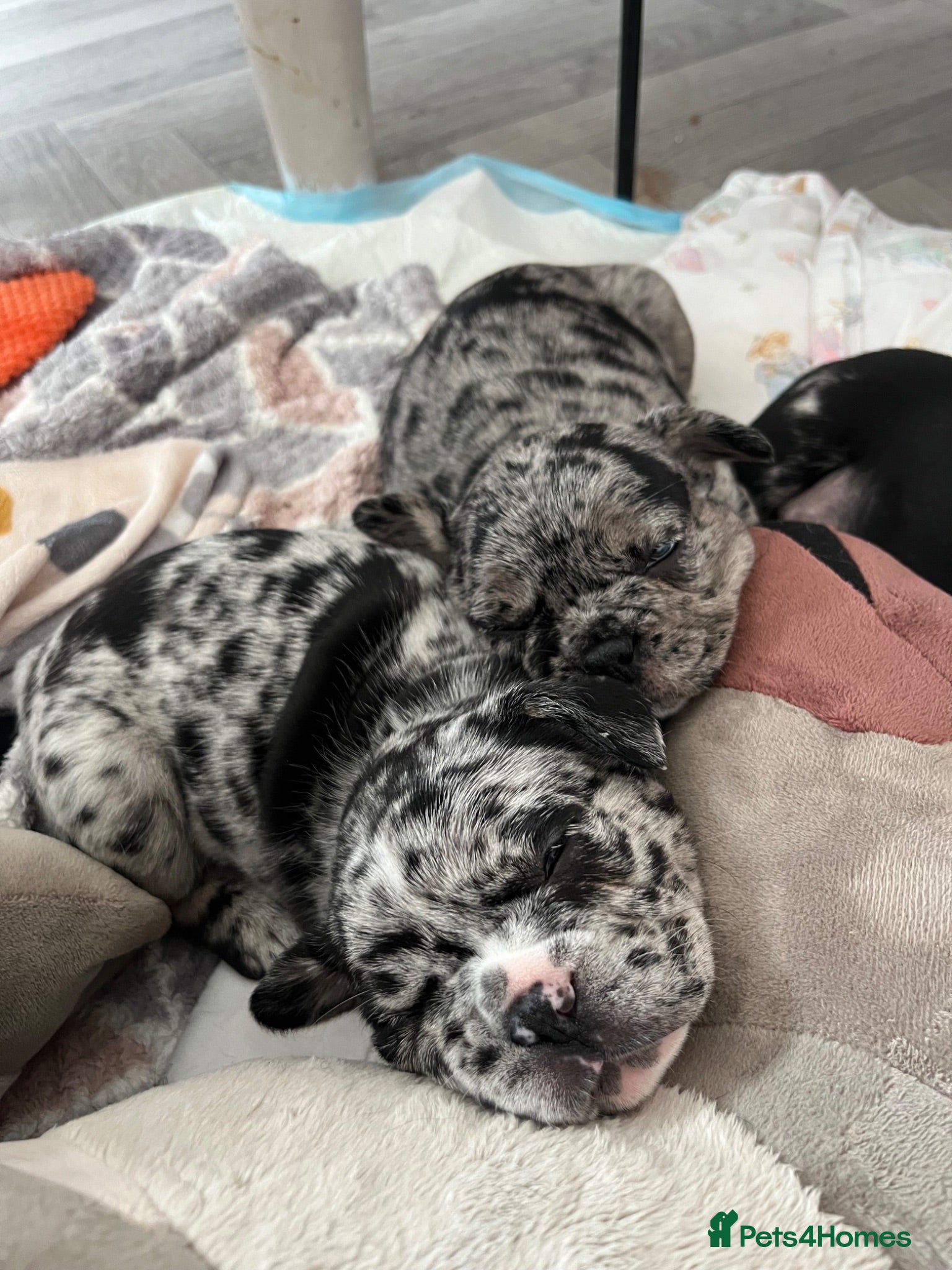 French Bulldog dogs Beautiful Merle French bulldog puppies - Advert 1