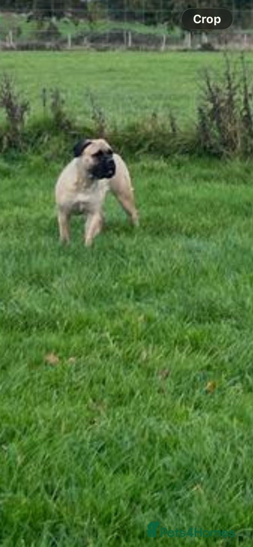 Bullmastiff dogs for sale: Auldkeep The Duke - Advert 15