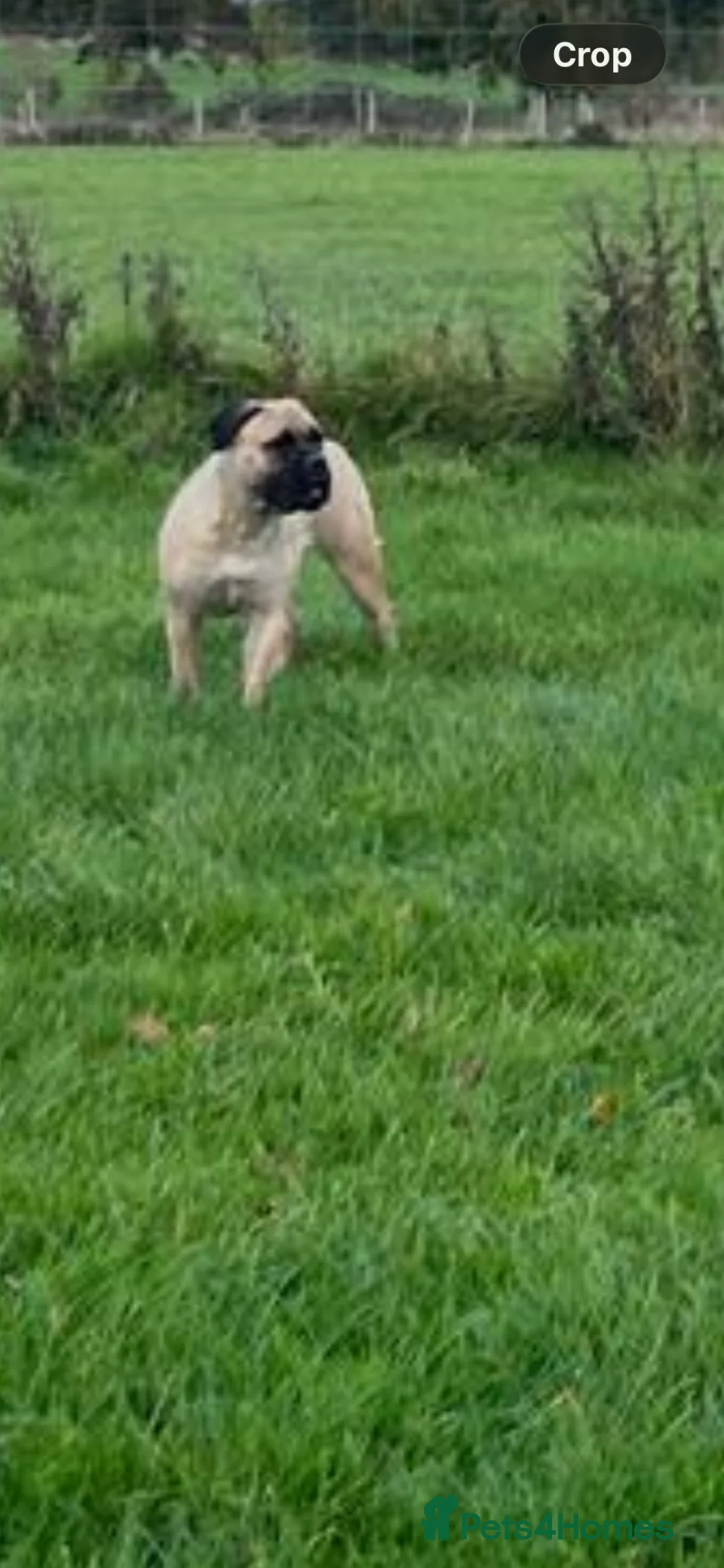 Bullmastiff dogs for sale: Auldkeep The Duke - Advert 1