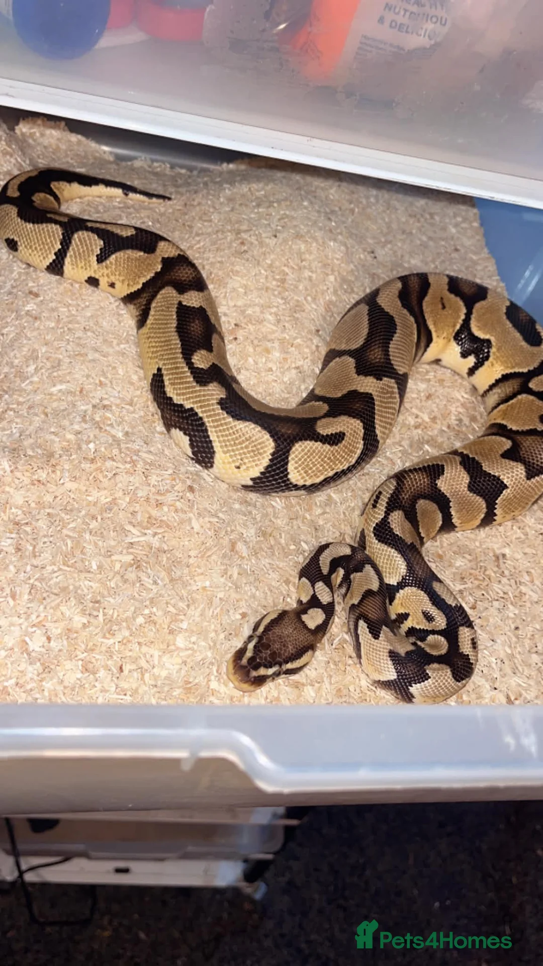Python Snake reptiles for sale: BH Cinnamon 100% het Ghost het Pied python, male in Peterlee - Advert 2