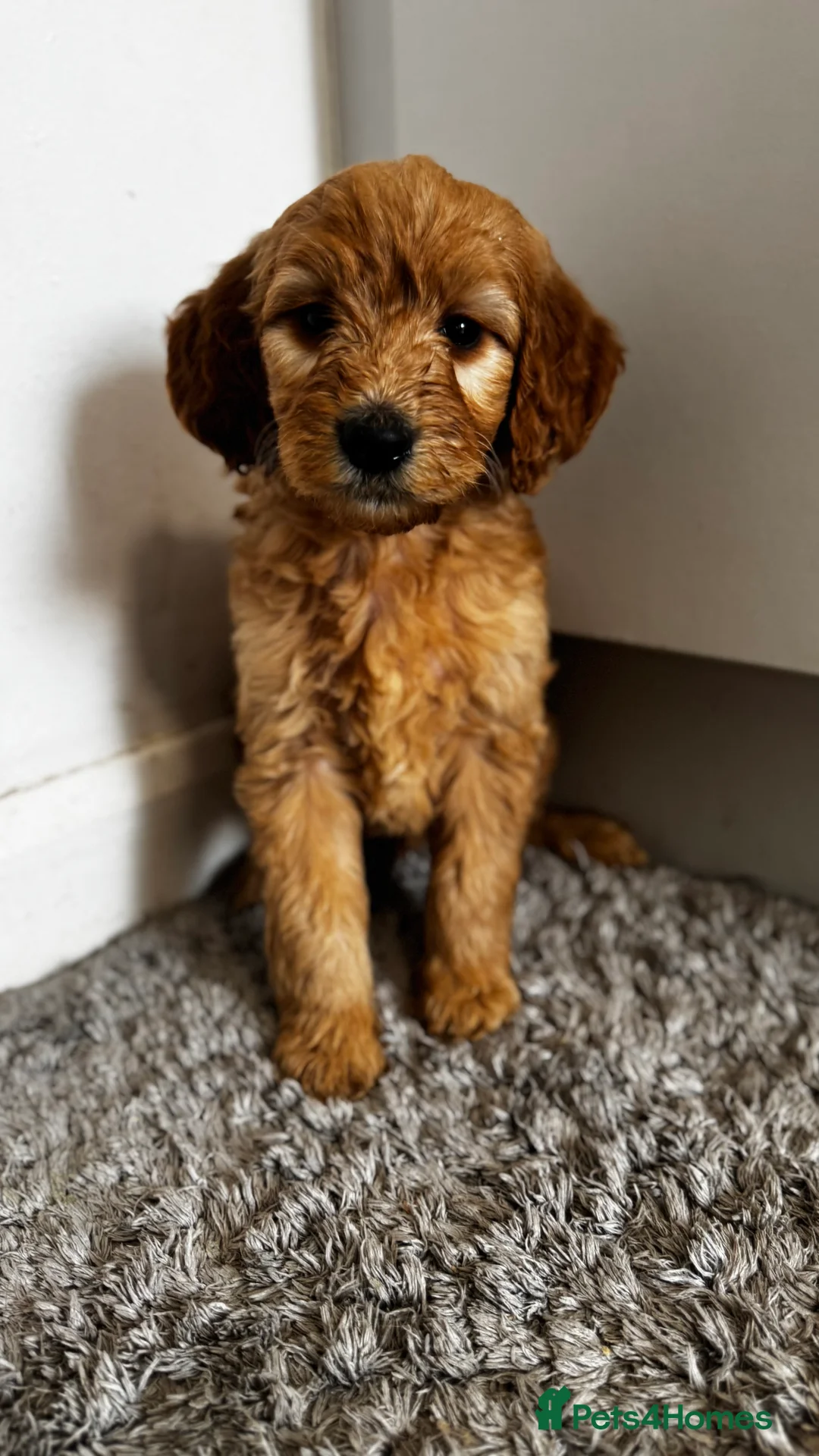 Goldendoodle dogs for sale: Golden doodle puppy’s for sale  - Advert 24