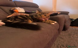 Mixed Breed cats for sale: Lovely 6 month old kitten looking for a new home - Image 3