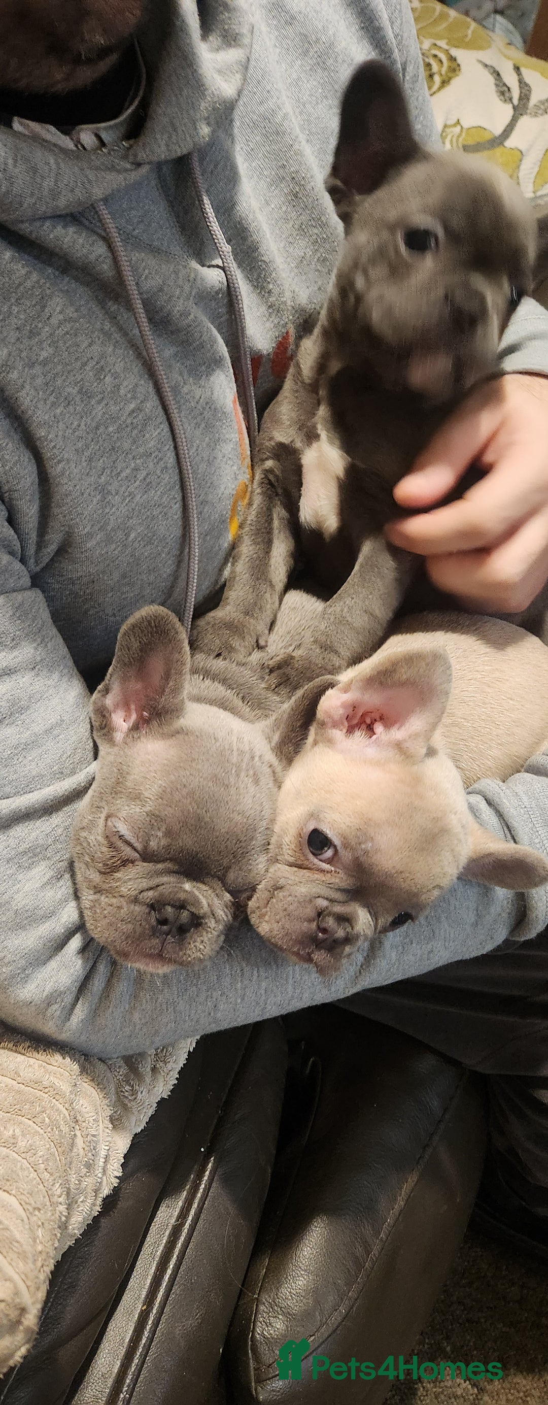French Bulldog dogs for sale: French bulldog  - Advert 12