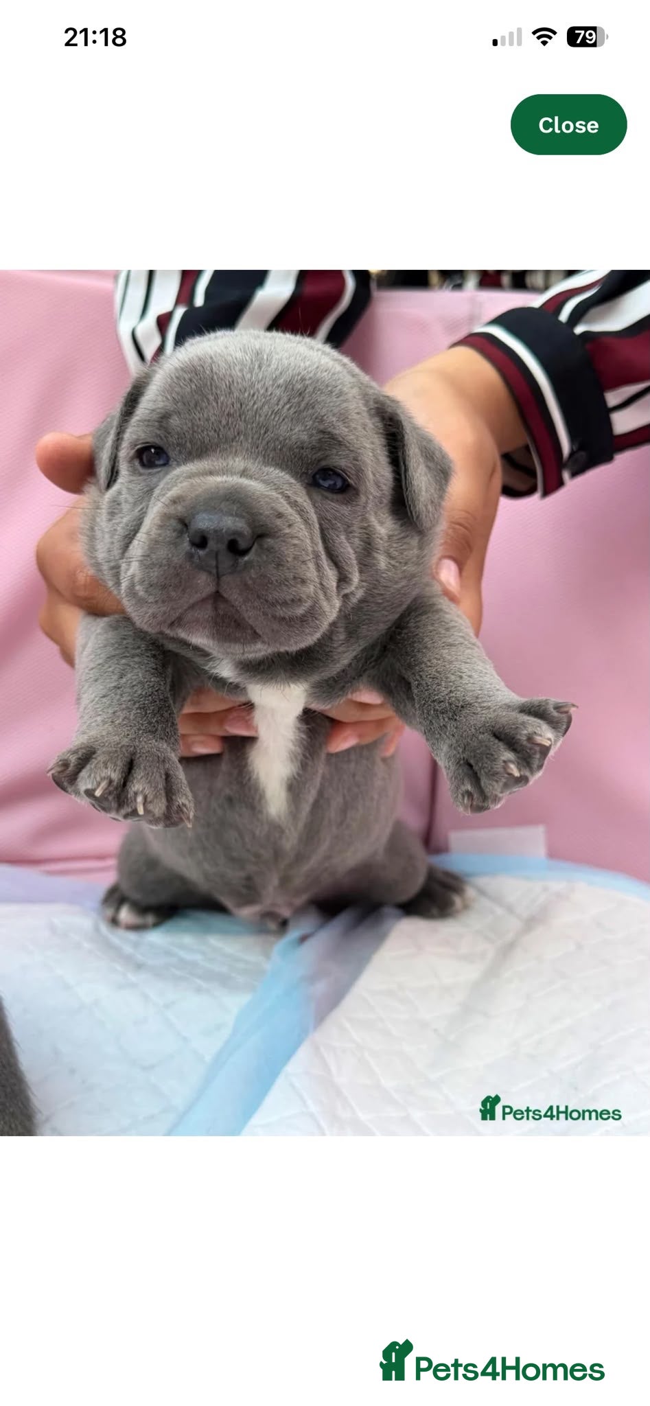 Staffordshire Bull Terrier dogs SIMPLY STUNNING COI 6.8% - Advert 1