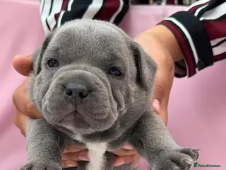 Staffordshire Bull Terrier dogs SIMPLY STUNNING COI 6.8% - Advert 3