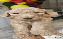 Standard Poodle dogs for sale: Stunning 5* Standard chunky poodle puppies 🐶  - Image 12