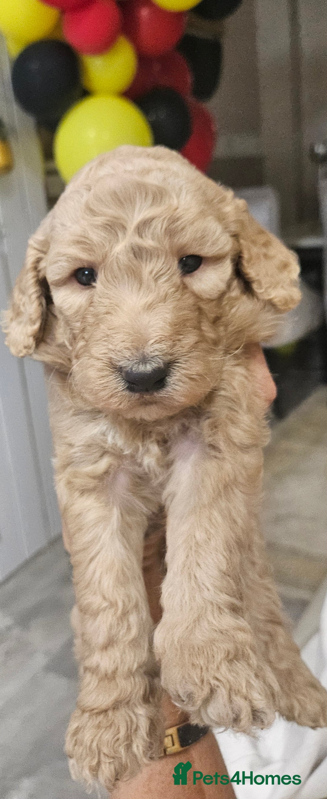 Standard Poodle dogs for sale: Stunning 5* Standard chunky poodle puppies 🐶  - Image 12