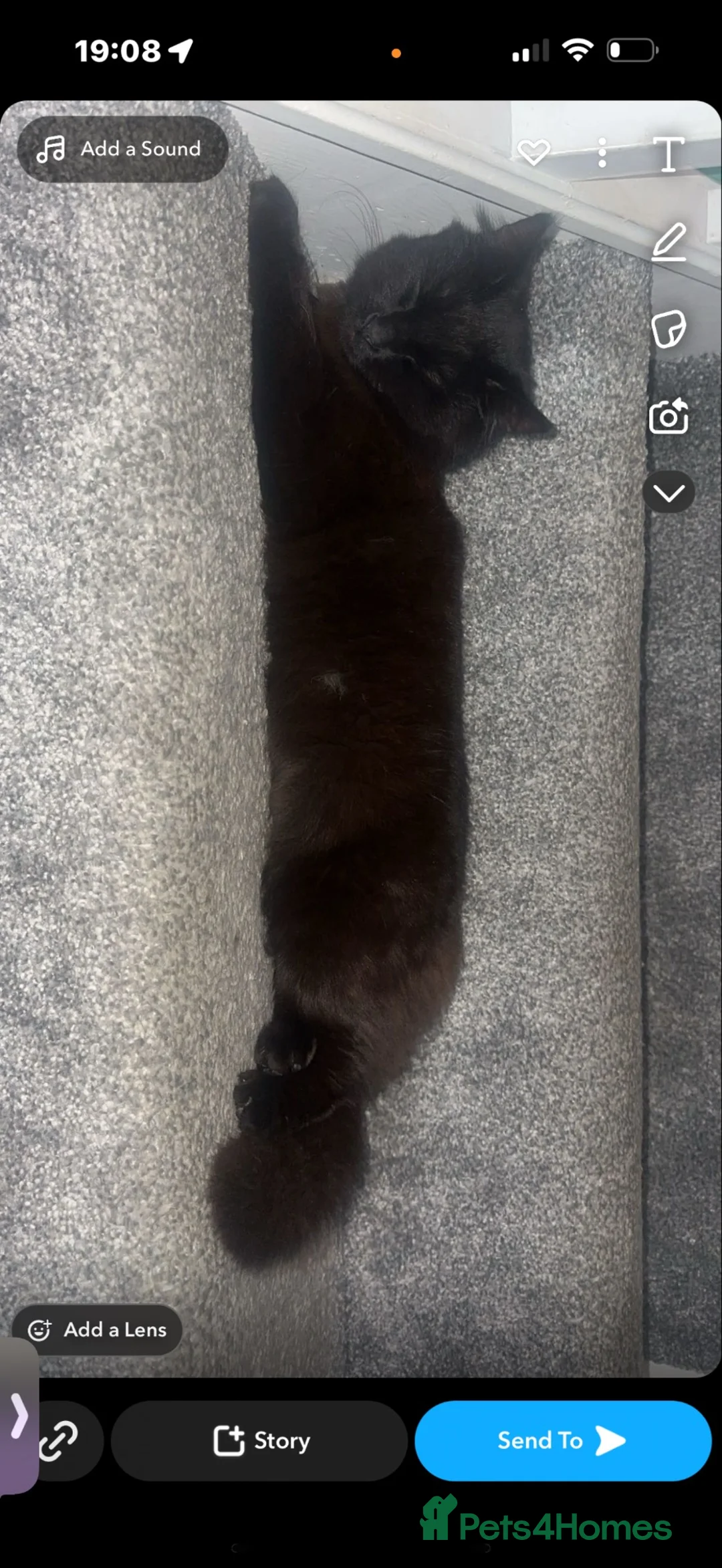 British Longhair cats for sale: Longhaired kittens  - Advert 2