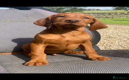 Hungarian Vizsla dogs for sale: *Bruno* Top class bred male Vizsla pup in Barnard Castle - Image 10
