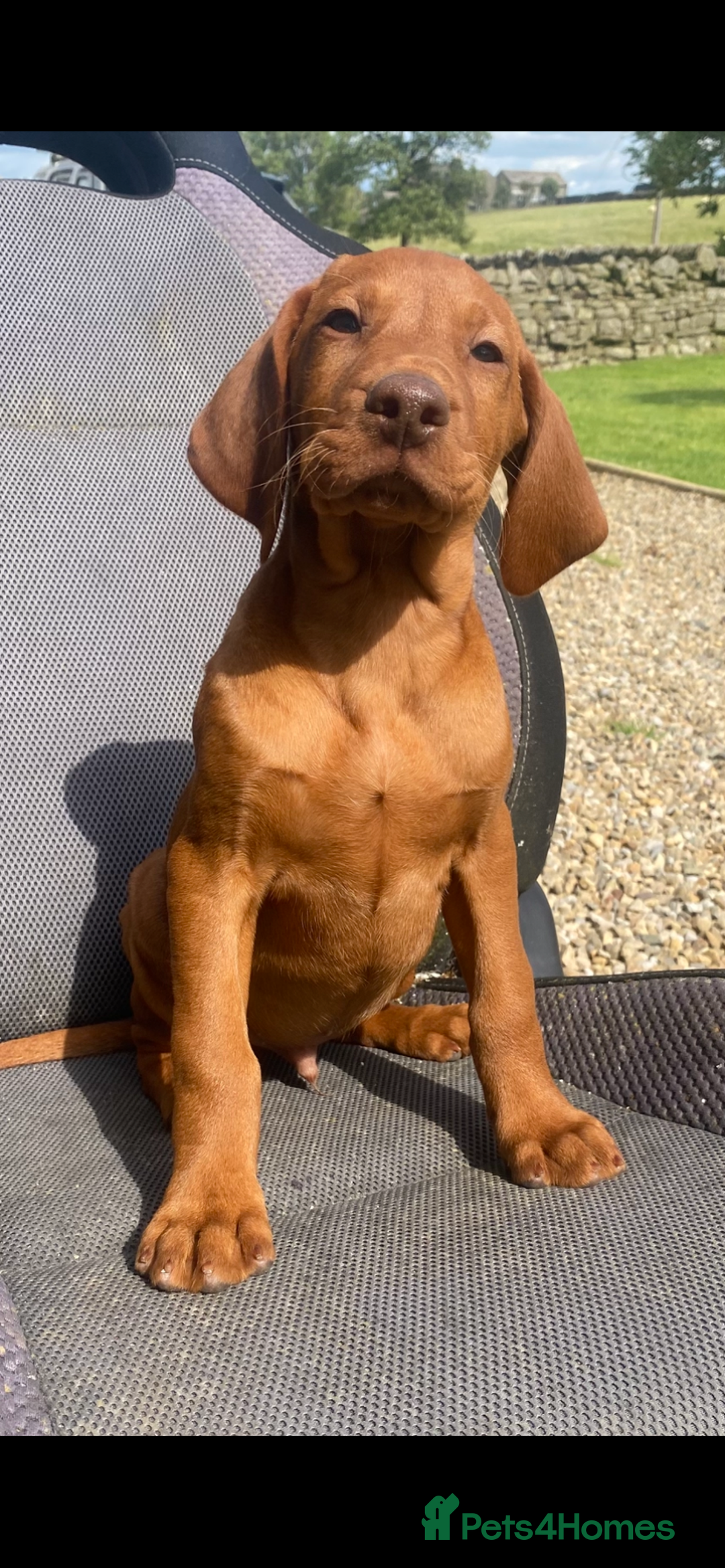 Hungarian Vizsla dogs for sale: *Bruno* Top class bred male Vizsla pup in Barnard Castle - Image 10