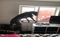 Great Dane dogs for sale: Beautiful boy - Image 2