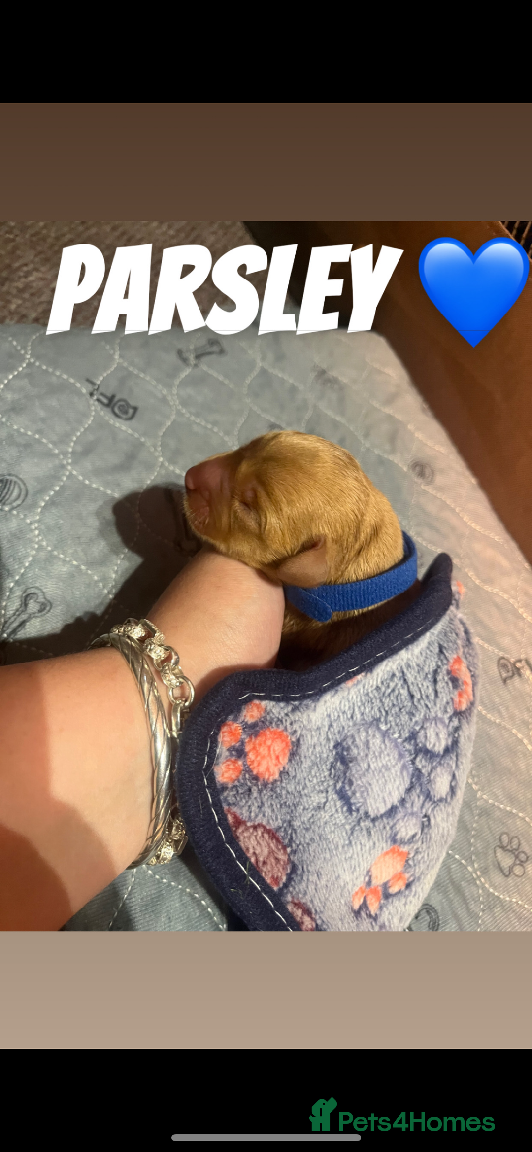 Labrador Retriever dogs for sale: Fox red Labrador puppies  - Image 6