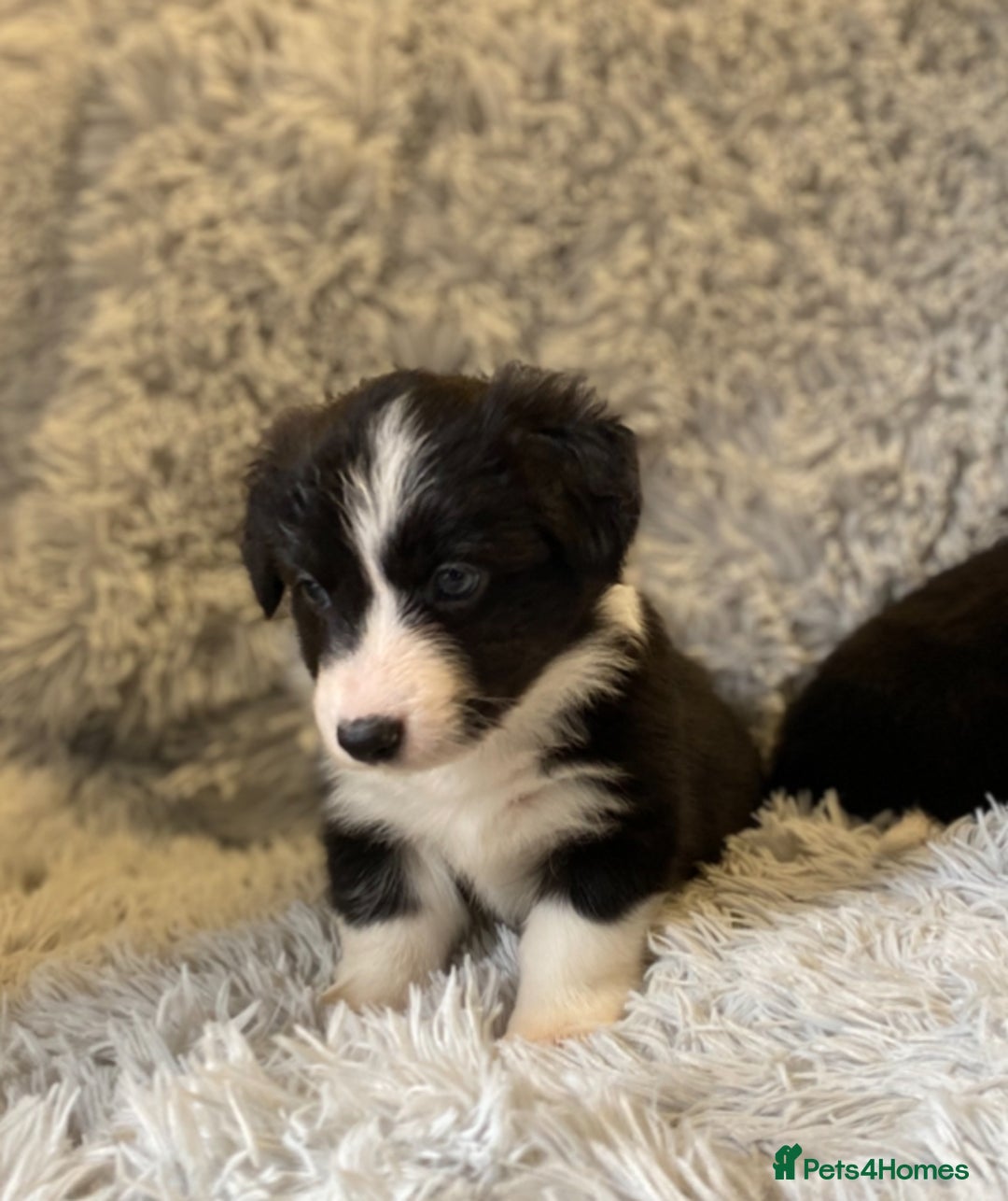 Mixed Breed dogs for sale: Gorgeous borgi pups - Image 7