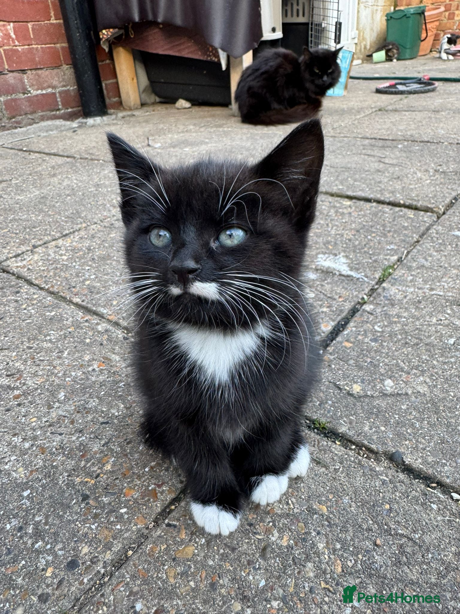 British Shorthair cats for sale: Cats for sale - Advert 3