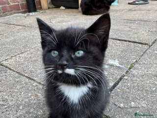 British Shorthair cats - Advert 19