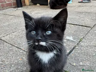 British Shorthair cats for sale: Cats for sale - Advert 3