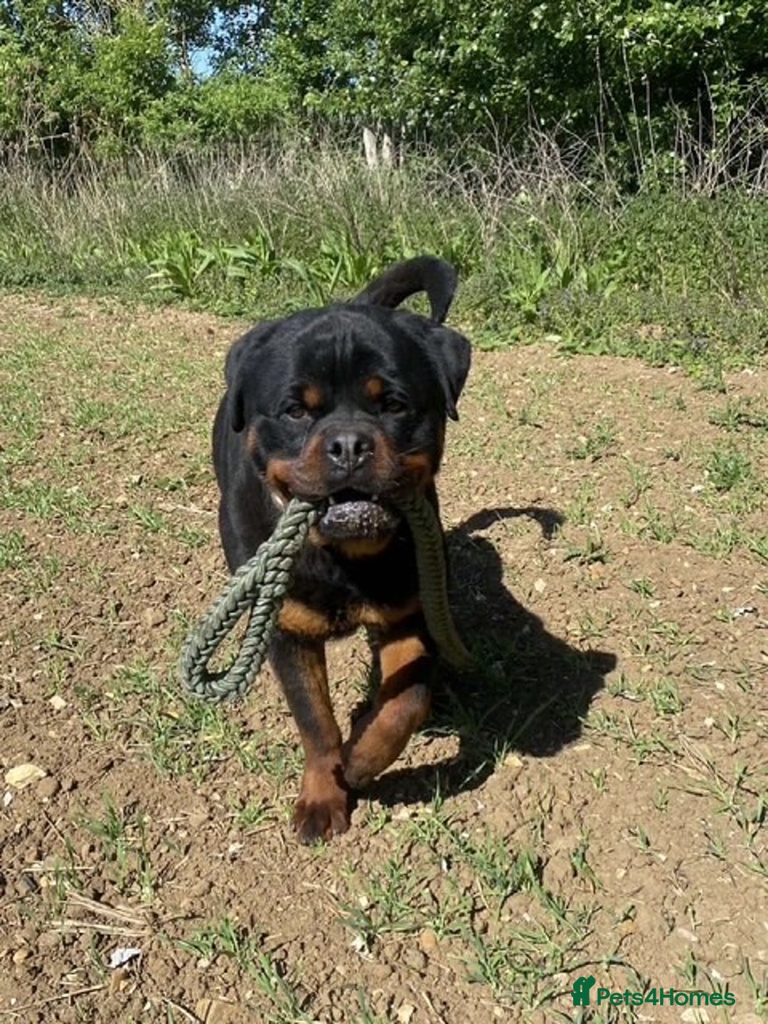 Rottweiler dogs for sale:  Rottweiler Puppies - READY NOW! 2 LEFT!  - Image 12