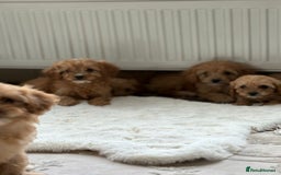 Cavapoo dogs for sale: Apricot Cavapoos - Image 17