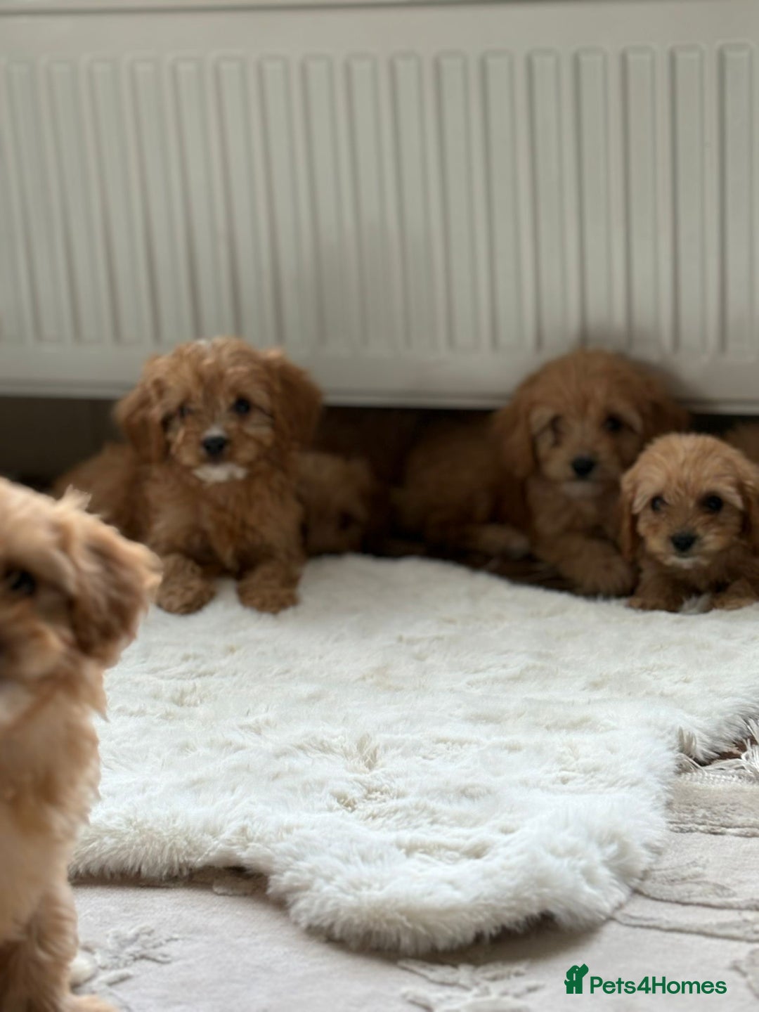 Cavapoo dogs for sale: Apricot Cavapoos - Image 17