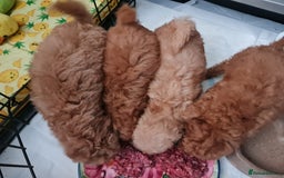 Toy Poodle dogs for sale: Tiny kc Russian background toy poodle poppies  - Image 31