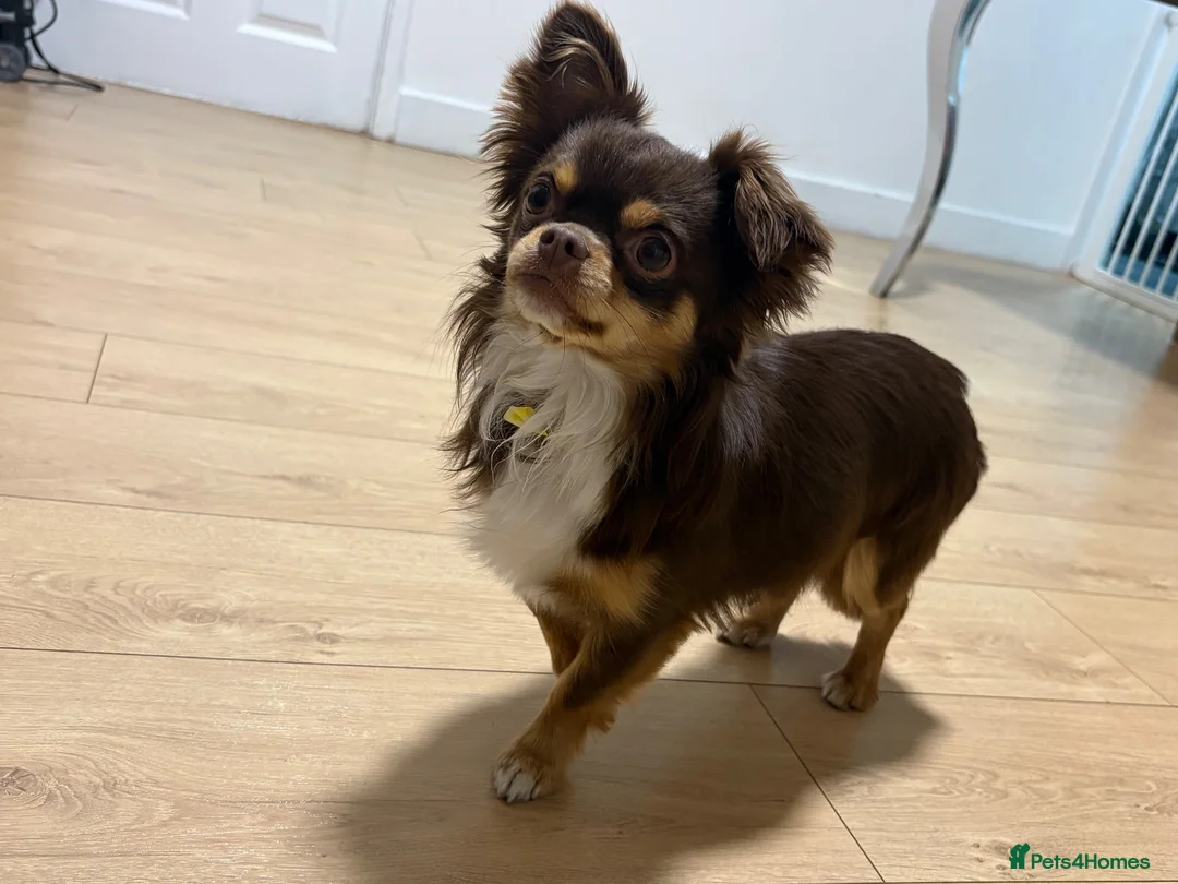 Chihuahua dogs for sale: stunning chihuahua  - Advert 2