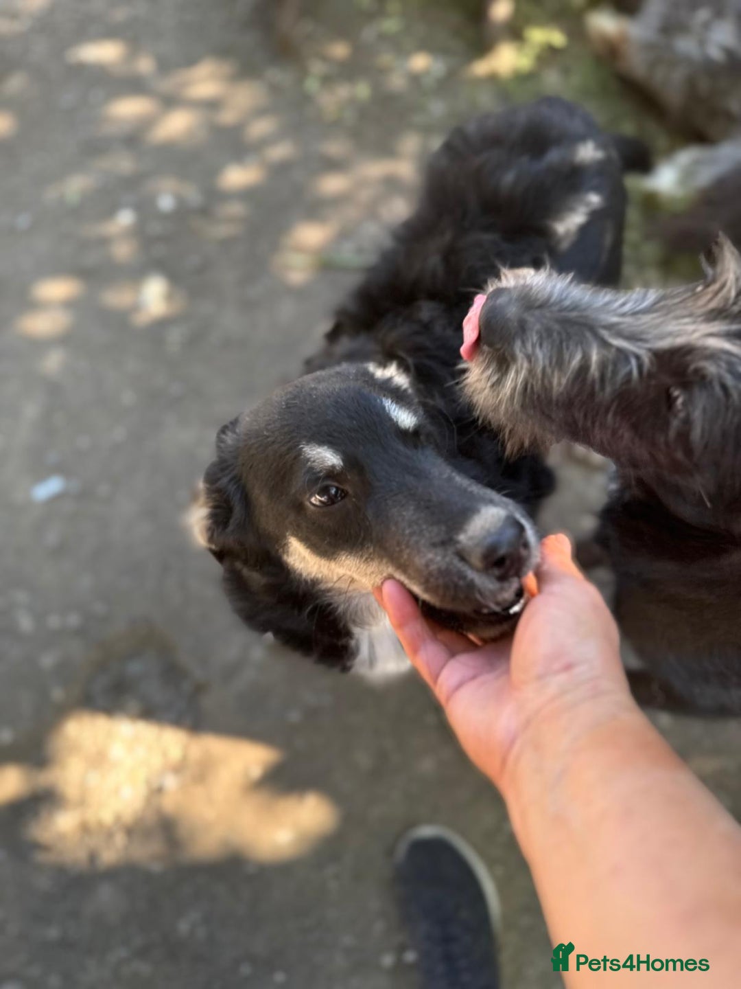 Mixed Breed dogs for adoption: GIZMO - a Lovely young boy for a Loving Home - Image 13