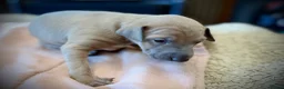 Italian Greyhound dogs for sale: KC Registered Italian Greyhound Girl Puppies - Advert 23